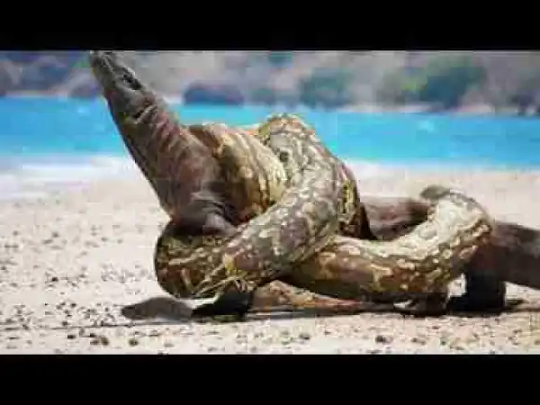 Video: Big Battle Wild Animals Real Fight Ever - Anaconda, Crocodile, Lion, Leopard & Tiger